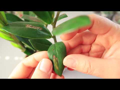 Видео: ЗАМИОКУЛЬКАС Как выбрать здоровое растение в магазине? Что делать после покупки 🌿 Долларовое дерево