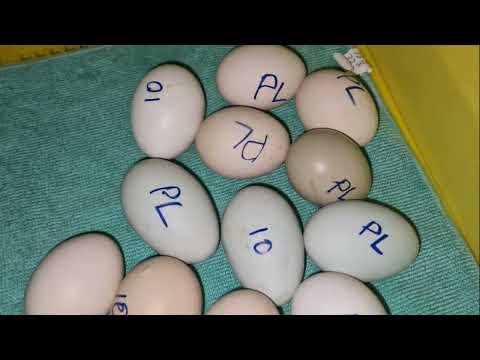 Видео: ⿴ ♡ вылуп птенцов ♡ ⿴   голошейки   зумтали  корниши  мараны  муларды пентарды