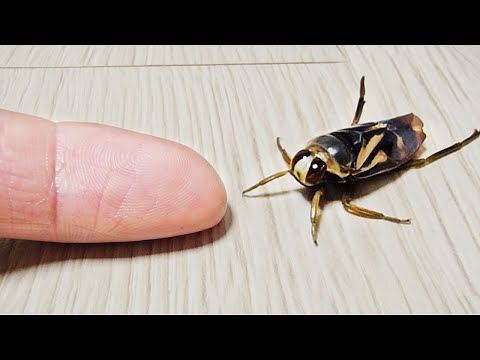 Видео: Плавунец, который может ужалить? Я решил вырастить его!