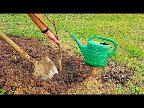 Видео: Как посадить фруктовое дерево? Правильное время и способ посадки!