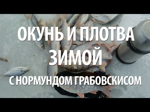 Видео: ЗИМНЯЯ ЛОВЛЯ ПЛОТВЫ и ОКУНЯ с НОРМУНДОМ ГРАБОВСКИСОМ на КУРШСКОМ ЗАЛИВЕ