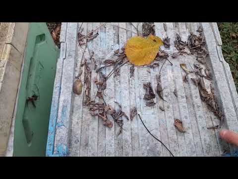 Видео: Стан сімей.