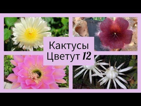 Видео: 2024.Цветут Кактусы.12 серия