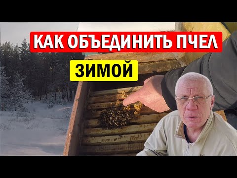 Видео: Как Зимуют пчелы? Можно ли открывать улей зимой?