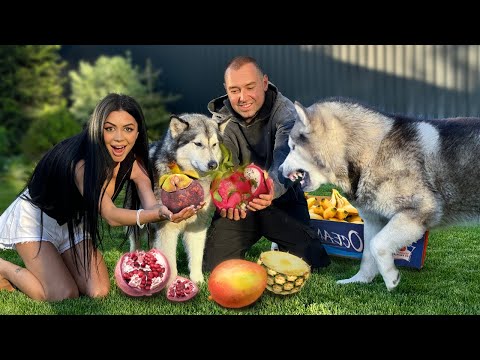Видео: СОБАКИ СОРЯТСЯ ЗА МАНГО / Реакция Хаски на Экзотические Фрукты