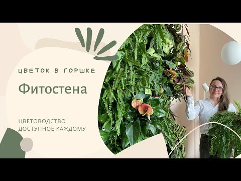 Видео: Фитодизайн. Растения для фитостены