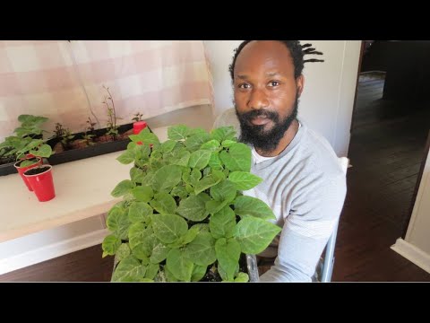 Видео: Выращивание перцев сорта «Скотч Боннет» из семян (обновление за 6 недель)