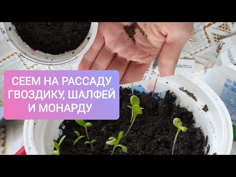Видео: Посев на рассаду шалфея дубравного, гвоздики перистой и монарды лимонной. Честные результаты.