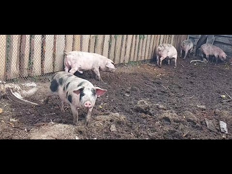 Видео: Жизнь в селе#Казахстан#Доделали клетку для поросят и перегнали их.