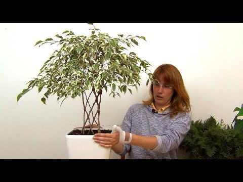 Видео: Плоское плетение фикуса Бенджамина (ч.4).