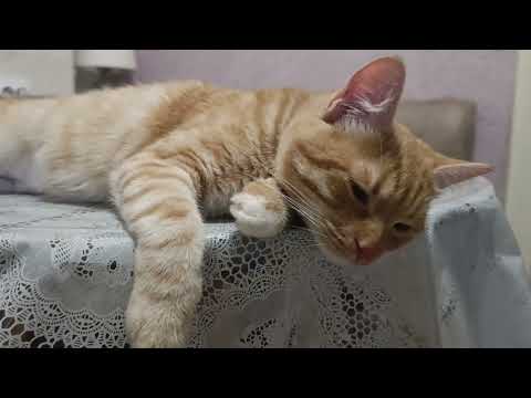 Видео: Опять плохие новости😿