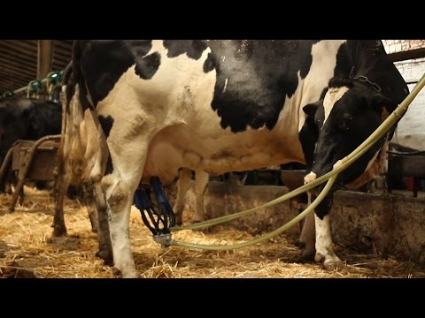Видео: Правила доения коровы. Rules milking cows.