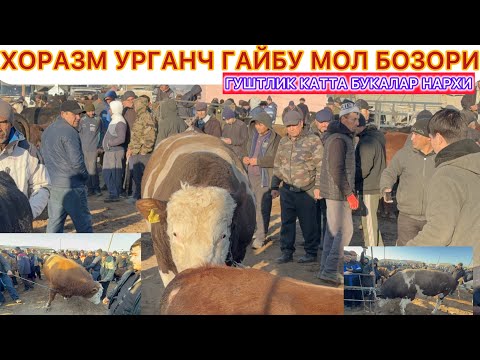 Видео: НЕГА ГУШТ ОШГАНГА САБАБНИ КЎРИНГ | ХОРАЗМ УРГАНЧ ГАЙБУ МОЛ БОЗОРИ 9-ноября 2025 г.