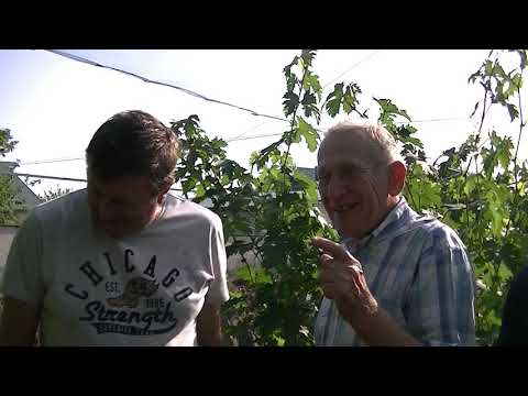 Видео: В гостя у Шпака В.А. 22 августа 2018 г.Виноградник часть 1