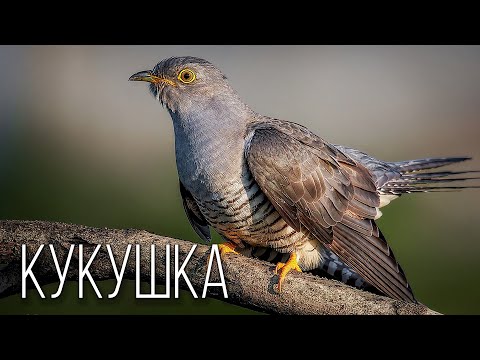 Видео: Кукушка: Вещая Птица | Интересные факты про кукушку