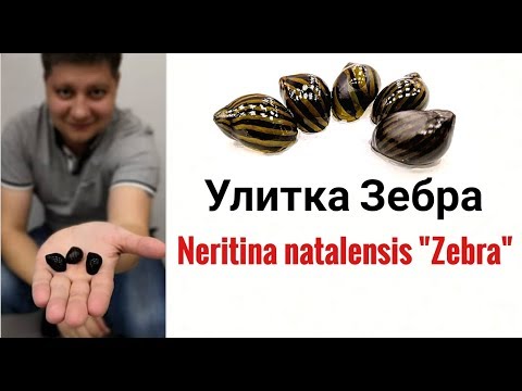 Видео: Улитка Зебра .Neritina Zebra.