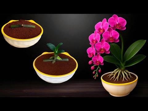 Видео: Черенки орхидей! Кофейная гуща? Размножайте орхидеи таким простым способом.