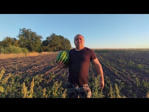 Видео: Спека у вересні/Зібрали кавуни, не було літа нема кавунів/Кукурудза та риба на обід 