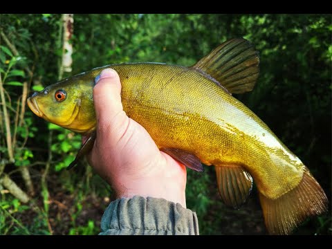 Видео: Как поймать загадочного линя. Рыбалка мечты!