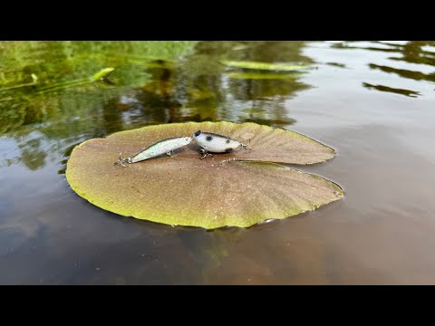 Видео: ПРИМАНКИ которые ВЫКАШИВАЮТ рыбу! ТОП на ЖЕРЕХА и голавля!