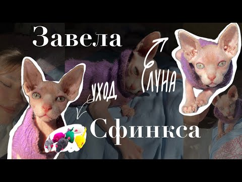 Видео: Завела котёнка сфинкса/ появление котёнка у меня дома/ котёнок сфинкса