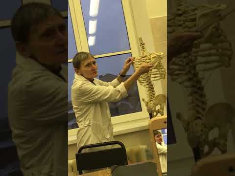 Видео: Мышцы плечевого пояса