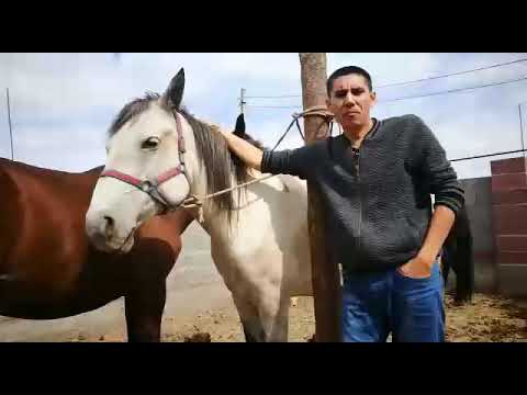 Видео: Жылқының қиссасы