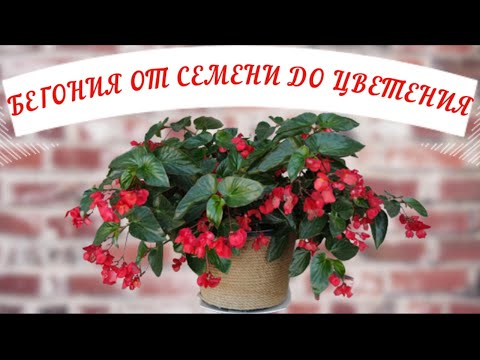Видео: БЕГОНИЯ Dragon Wing Red. Выращивание из семян от А до Я