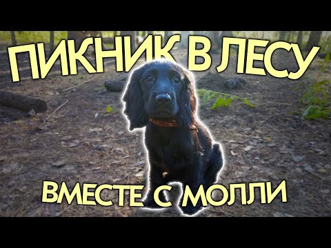 Видео: Пикник в лесу вместе с Молли