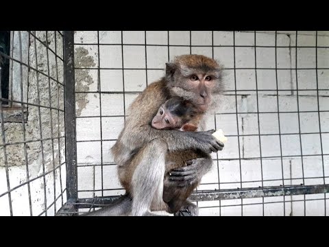 Видео: Королева-мать обезьян любит других детенышей обезьян.