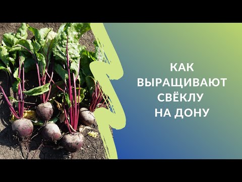 Видео: Как выращивают столовую свёклу в Ростовской области | Опыт хозяйства "ИСТОК-1"