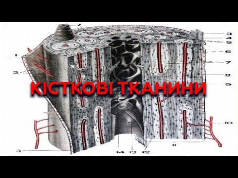 Видео: Лекція - Кісткові тканини