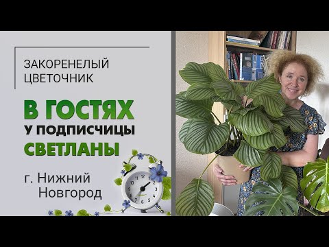 Видео: В гостях у Светланы. Нижний Новгород. Шикарная калатея, любимая монстера, пудель и абиссинская кошка