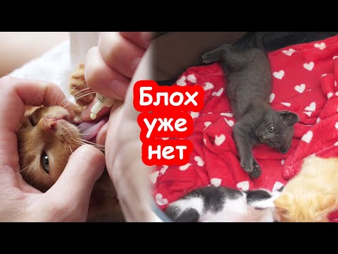 Видео: Травим глистов подброшенным котятам