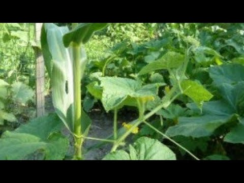 Видео: Посадка огурцов на кукурузу, между спаржевой фасоли.