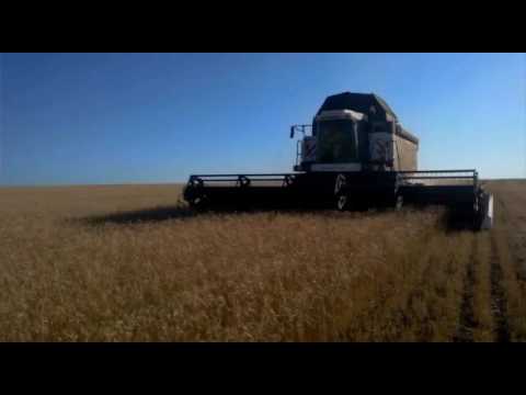 Видео: Уборка урожая в Оренбургской области, Бугурусланском районе, с.Нойкино