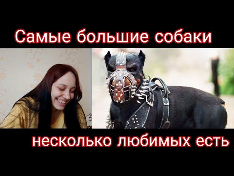 Видео: Реакция на Эти Собаки Запрещены во Многих Странах Мира