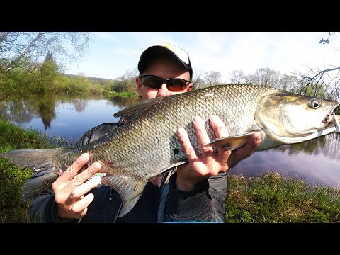 Видео: Как ловить ЖЕРЕХА НА ВСПЛЕСК на дальней дистанции с берега / рыбалка на реке  2020