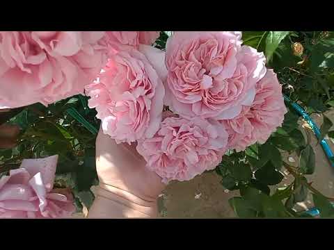 Видео: Цветение роз 06.06.25