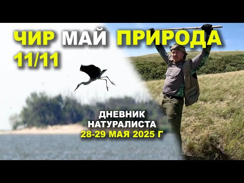 Видео: Природа Чира. 28-29 мая 2025 г.