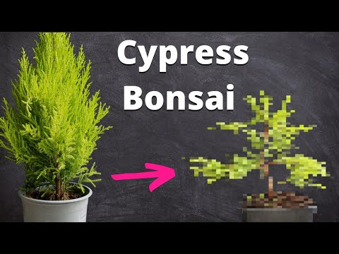 Видео: Бонсай из кипариса Голдкрест из питомника | Пересадка, обмотка и обрезка