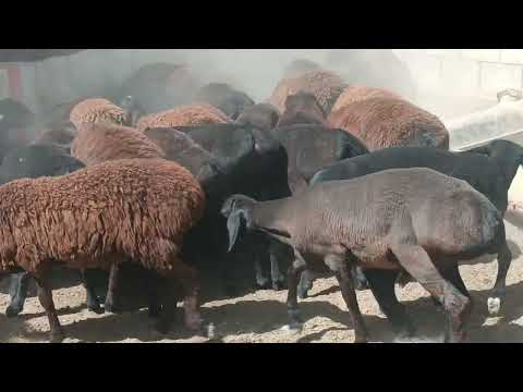 Видео: 22 октября 2025 г.