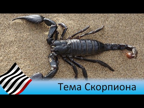 Видео: Астротеория. Мистерия Скорпиона