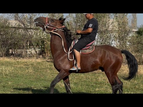 Видео: Тел:+996773366261    +996778930023.  13 сентября 2025 г.