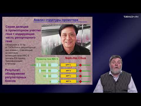 Видео: Чуб В.В. - Молекулярная генетика развития растений - 4. Трансгенные растения в исследованиях