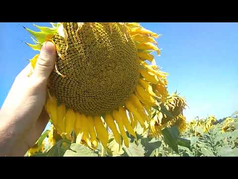 Видео: Заразиха на подсолнечнике!!!