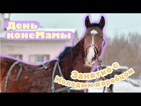 Видео: ДЕНЬ КОНЕВЛАДЕЛЬЦА. МАЛЕНЬКОЕ ЗАНЯТИЕ С ЖЕРЕБЕНКОМ