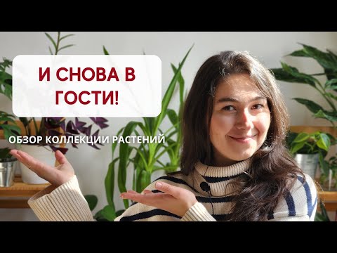 Видео: ОБЗОР коллекции РАСТЕНИЙ / И снова в гостях у ПОДПИСЧИЦЫ Елены