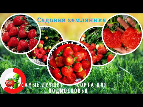 Видео: Самые лучшие сорта садовой земляники для Подмосковья. Самые сладкие и крупные   ягоды клубники