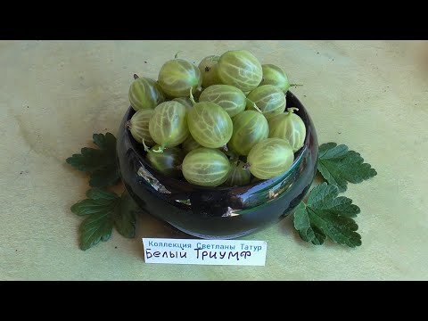 Видео: БЕЛЫЙ  ТРИУМФ. Крыжовник с высокими показателями. / Коллекция Светланы Татур.